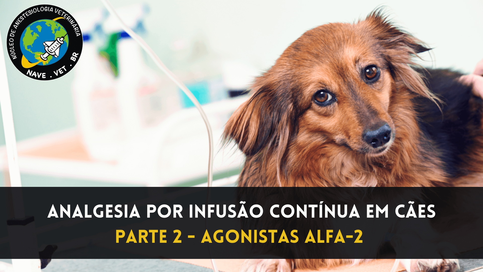 Analgesia por infusão contínua em cães – Agonistas alfa-2 adrenérgicos