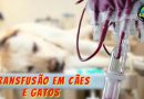 Transfusão em Cães e Gatos