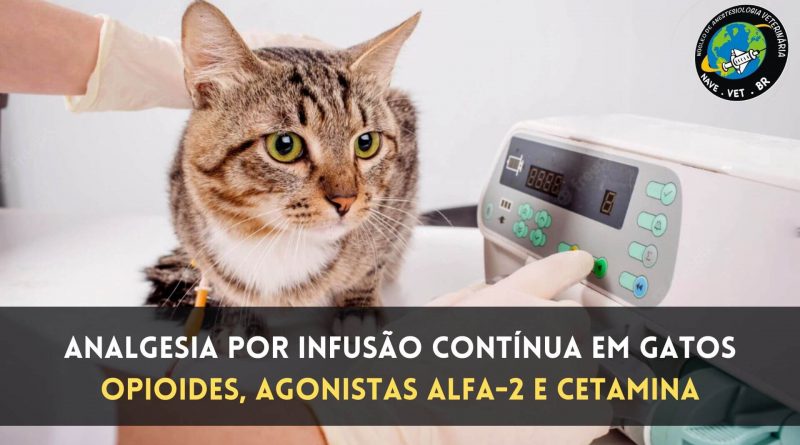 Analgesia por Infusão Contínua em Gatos