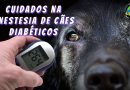Cuidados na Anestesia de Cães Diabéticos