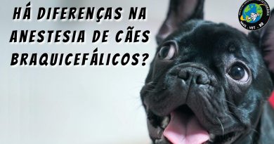 Há diferenças na anestesia de cães braquicefálicos?