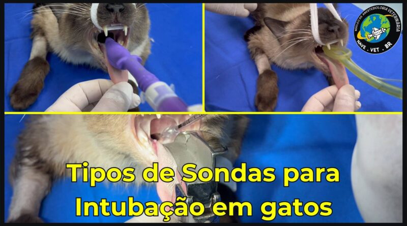 Como escolher a melhor sonda para intubar gatos?